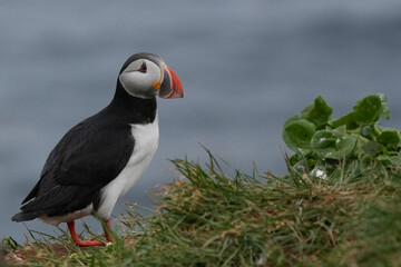 Papageitaucher auf einem mit Gras bewachsenen Felsen in Island