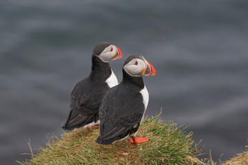 Papageitaucher auf einem mit Gras bewachsenen Felsen in Island