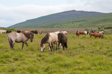 Herde von Islandpferden trabt über die Weide