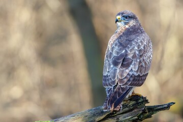 Common Buzzard (Buteo buteo) sitting on a branch. Birds of prey . Wildlife scenery.	