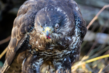Common Buzzard (Buteo buteo) sitting on a branch. Birds of prey . Wildlife scenery.	