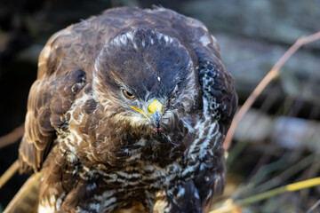 Common Buzzard (Buteo buteo) sitting on a branch. Birds of prey . Wildlife scenery.	
