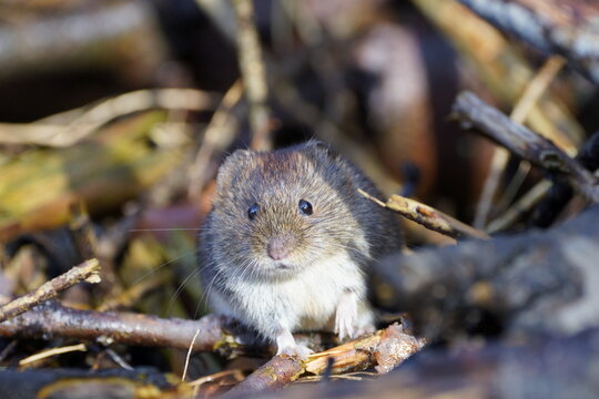 vole enjoying life