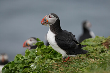 Papageitaucher auf Island mit Fischen als Nahrung in ihrem farbigen Schnabel