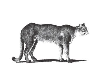 Puma. Doodle sketch. Vintage vector illustration.