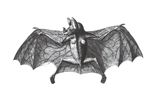 Spectral bat (Vampyrum spectrum). Doodle sketch. Vintage vector illustration.