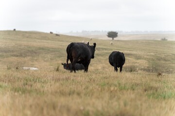 wagyu and angus cattle are Agricultural free range livestock on a farm. Cows grazing on free range...