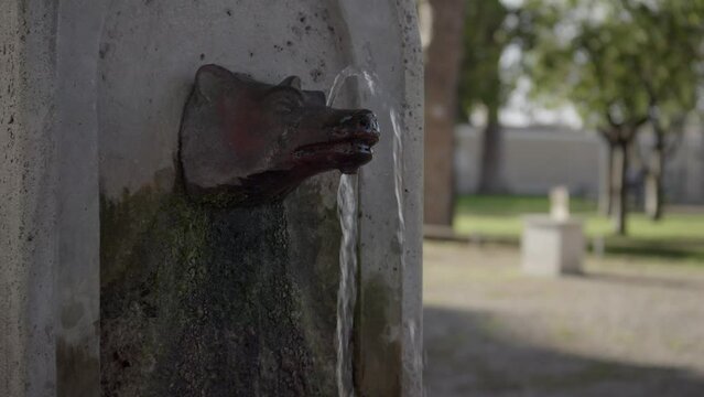 ROMA, Italy, 11-11-2023. Close up water comes out of brass fountain with wolf's head, City of Roma. Slow motion 4K