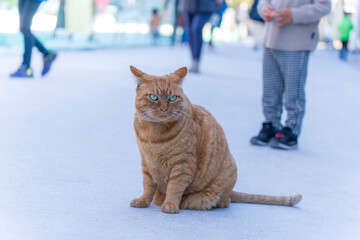 堂々としている茶色の猫