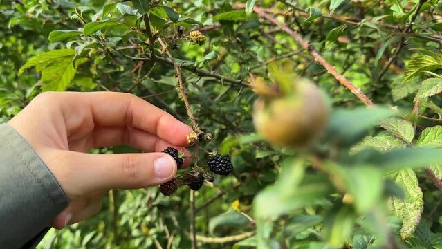 wild fruit harvest season organic fresh delicious juicy tasty jam nature made natural mineral vitamin black berry wild forest berries saudi arabia green mountain landscape Iran rural local people life