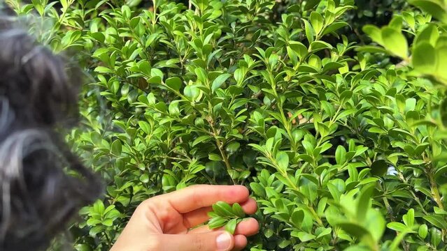 Woman touch the endangered extinction flora species plant the Buxus Hyrcana Pojark tree leaves by little wonderful fingers scenic shot of  human relationship to nature in Hyrcanian forest natural Iran