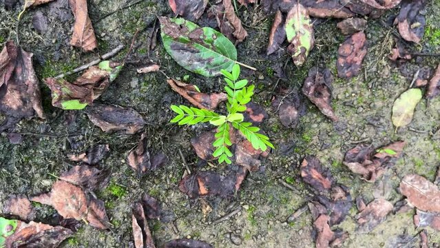 small new plant of jungle tree bud green leaf sprout in forest ground in summer season Hyrcanian nature wonderful scenic natural organic wild shot of flora species plant conservation environment Iran