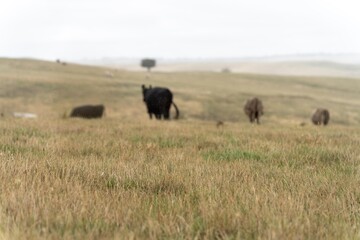 wagyu and angus cattle are Agricultural free range livestock on a farm. Cows grazing on free range green pasture and native grasses. Fat cow in a field on a farm