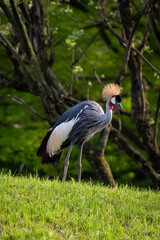 綺麗なホオジロカンムリヅル