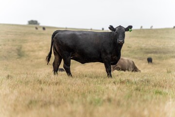 stud wagyu and angus beef cows in a paddock free range in australia, in a dry grass field in the day