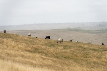 Close up of Angus and Murray Grey Cows eating long pasture in Australia.