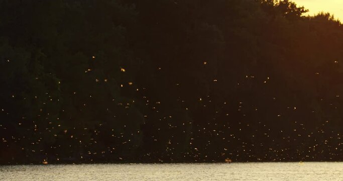 Swarm of long-tailed mayflies in June in Serbia