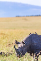 Obraz premium Black rhino with Yellow billed oxpecker in the savanna landscape