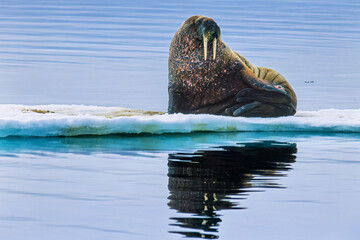Walrus on a melting ice floe in the arctic