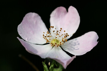 Fleur rose