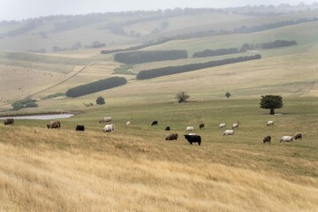 Close up of Angus and Murray Grey Cows eating long pasture in Australia.