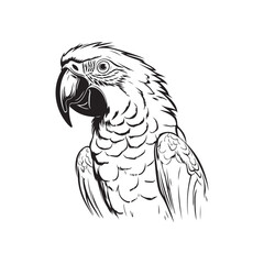 Parrot Head Vector Images