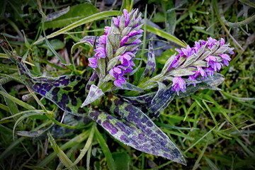 Wild orchid Dactylorhiza majalis, spring meadow. - 702074584