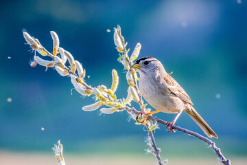 White crowned sparrow (Zonotrichia leucophrys) perched on a branch, eating willow catkin seeds; blurred colorful background; willow seeds floating in the air; San Francisco bay area, California - obrazy, fototapety, plakaty