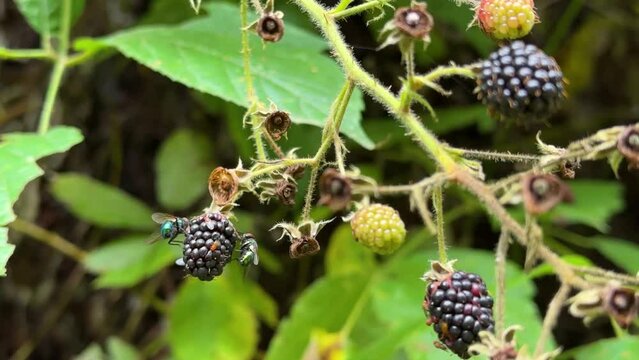 green wonderful color fly on black berry hanging on branch in the wild forest in Hyrcanian nature
Natural wildlife insect cycle in the woods the close up scenic shot from Iran delicious fruits Gilan