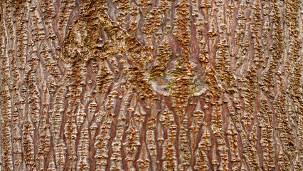 Wood texture photographed with a macro lens and other textures blended with that photo