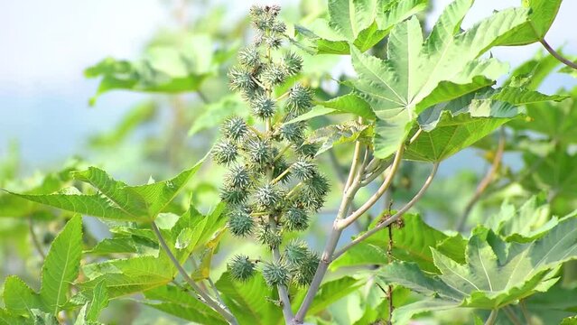 Ricinus communis, the castor bean or castor oil plant, Green seeds Castor oil plant, Herbs