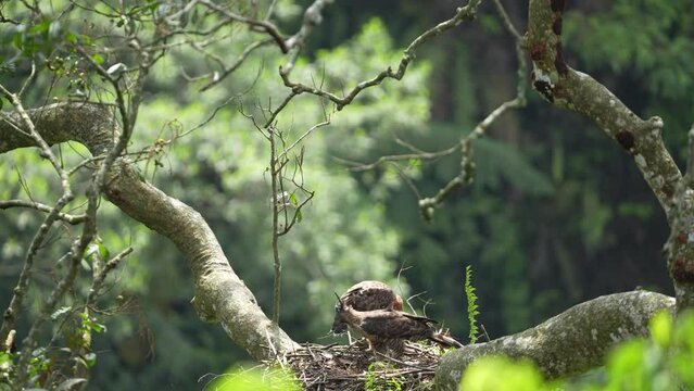 Wild Baby javan hawk eagle with mother in a nest in a tall tree
