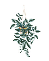 Indoor Hanging House Plant Illustration