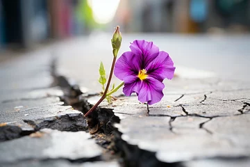 Fotobehang a purple flower growing through a crack in the ground © Alexandre