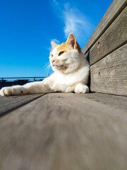 portrait of cat lie down under a blue sky close up