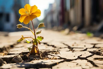 Fotobehang a yellow flower growing out of a cracked area © Alexandre