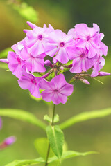 Blooming branch of light lilac perennial phlox in the foreground.