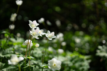 東京都高尾山周辺の群生地に咲くニリンソウ