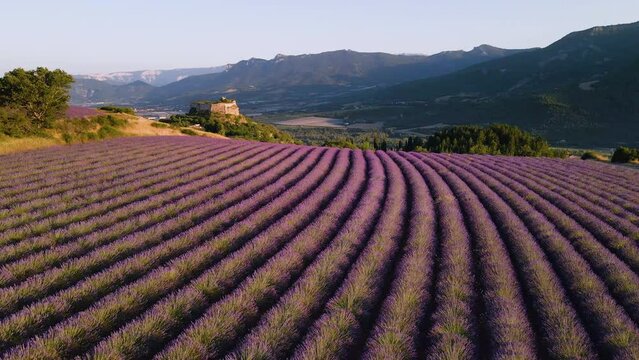Aerial view at sunset of lavender field with the village of Mison in Provence. Summer in the countryside of Alpes-de-Haute-Provence (Alps), France