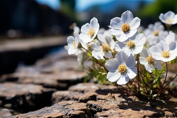 a group of white flowers growing on rocks