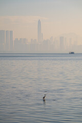 silhouette of Shenzhen city and a waterbird in the sea