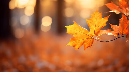 Autumn maple leaves in the park with golden bokeh background,