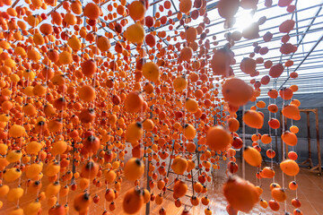 Dalat persimmon hanging in the wind, Dried persimmon is a favorite snack in Vietnam, China and South Korea, Japan.