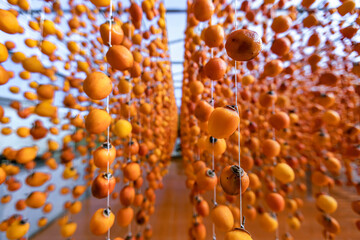 Dalat persimmon hanging in the wind, Dried persimmon is a favorite snack in Vietnam, China and South Korea, Japan.
