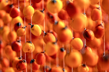 Dalat persimmon hanging in the wind, Dried persimmon is a favorite snack in Vietnam, China and...