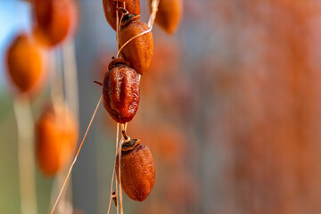 Dalat persimmon hanging in the wind, Dried persimmon is a favorite snack in Vietnam, China and South Korea, Japan.