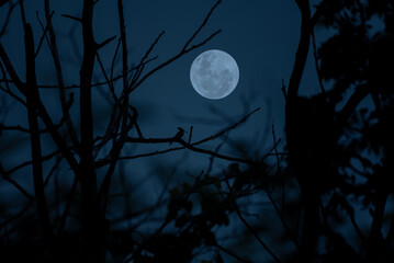 Full moon with tree branch in the night.