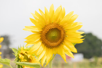 close up of blooming sunflower