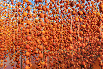 Dalat persimmon hanging in the wind, Dried persimmon is a favorite snack in Vietnam, China and South Korea, Japan. - obrazy, fototapety, plakaty