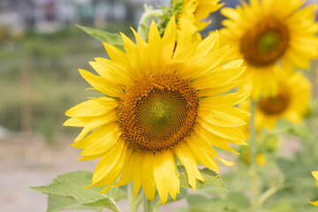 close up of blooming sunflower